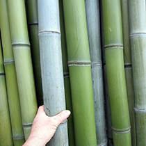 Canne di bambù standard verdi