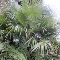 Hardy palms