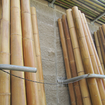 Canne di bambù Mao Zhu, moso giganti 