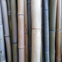 Canne di bambù irregolari 