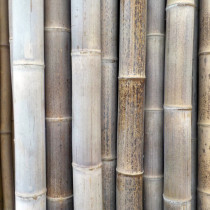 Giant Mao-Zhu bamboo, beige/brownish poles