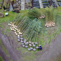 Bambù esemplari in zolla