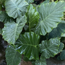 Alocasia portodora 