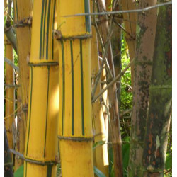 Bambusa vulgaris Vittata (Striata) - Yellow tropical bamboo