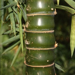 Bambusa vulgaris Wamin. Giant Buddha's Belly Bamboo.