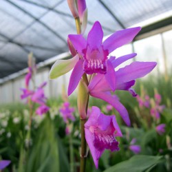 Bletilla striata - Orchidea rustica