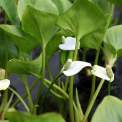 Calla palustris - Water arum
