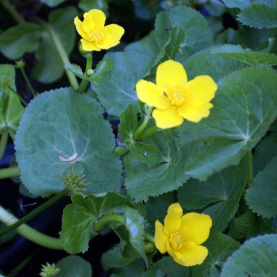 Caltha palustris Palutris - Giant marsh marigold Caltha palustris Palutris - Giant marsh marigold