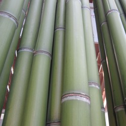 Didgeridoo selected bamboo poles 