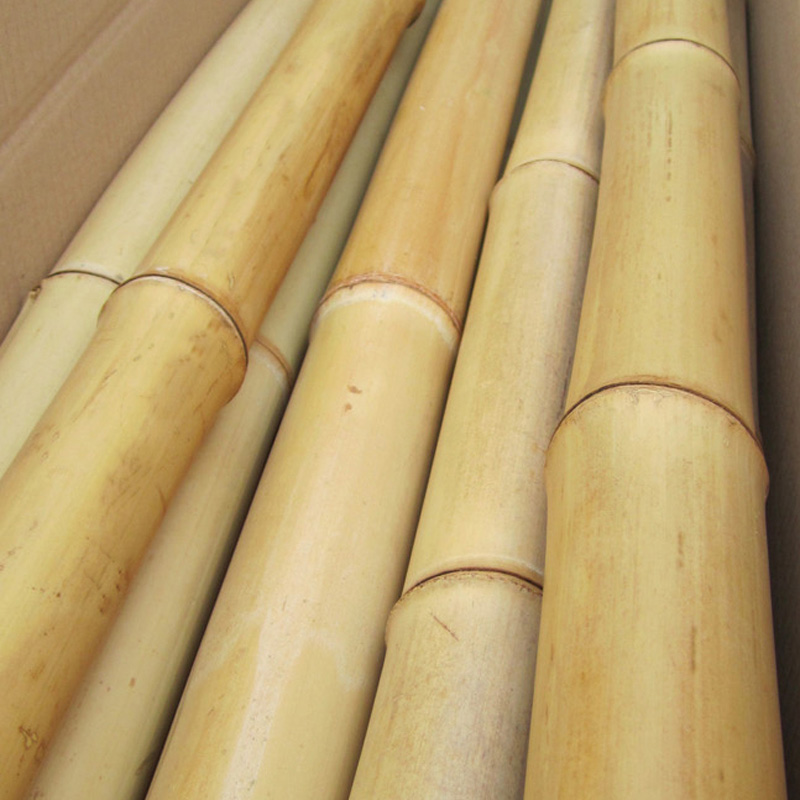 Canna bambù da costruzione secca ø 5-6 cm-L.200 cm - Acquista online su  Vivaibambù Store