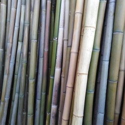 n° 10 Canne bambù irregolari ø 4-5 cm-L.250 cm 