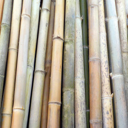 n° 10 Green irregular bamboo canes - ø 3-4 cm - L. 250 cm