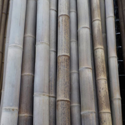 Giant Mao-Zhu bamboo, beige/brownish pole