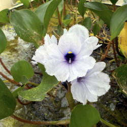 Eichhornia azurea