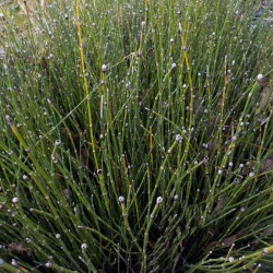 Equisetum scirpoides - Dwarf horsetail