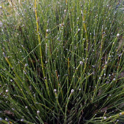 Equisetum scirpoides - Dwarf horsetail Equisetum scirpoides - Dwarf horsetail