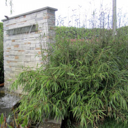 Stuoia canne bambù da costruzione - L. 300 cm X H. 200 cm - Acquista online  su Vivaibambù Store
