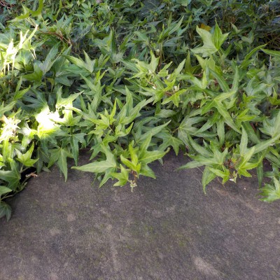 Hedera helix Lilliput - Dwarf ivy Hedera helix Lilliput - Dwarf ivy