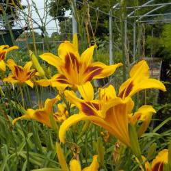 Hemerocallis Bonanza