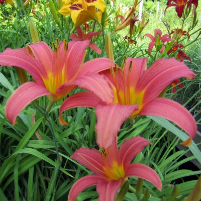 Hemerocallis Pink Damask Hemerocallis Pink Damask