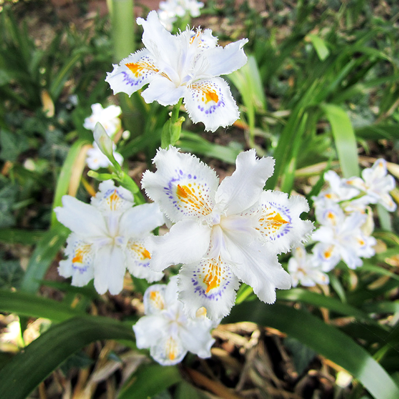Iris japonica Evergreen japanese iris Acquista online su Vivaibambù