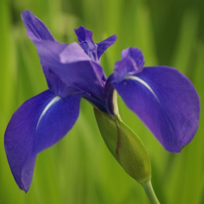 Iris laevigata - Japanese blu iris Iris laevigata - Japanese blu iris