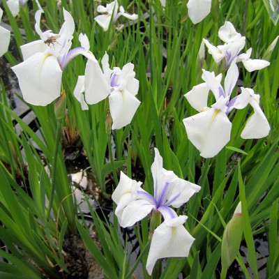 Iris laevigata Snowdrift - White japanese iris Iris laevigata Snowdrift - White japanese iris