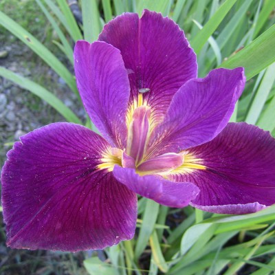Iris louisiana Mighty Rich Iris louisiana Mighty Rich