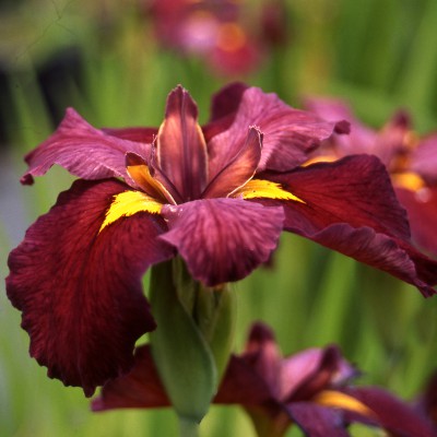 Iris louisiana Red Velvet Iris louisiana Red Velvet