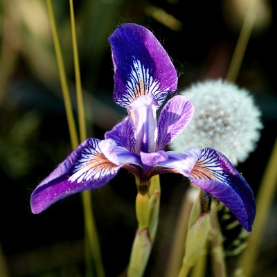 Iris versicolor Iris versicolor