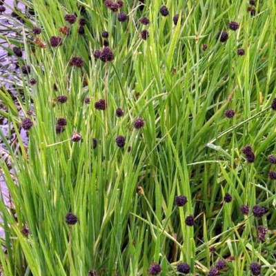 Juncus ensifolius - Giunco nano Juncus ensifolius - Giunco nano