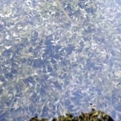Lemna trisulca - Submerged duckweed