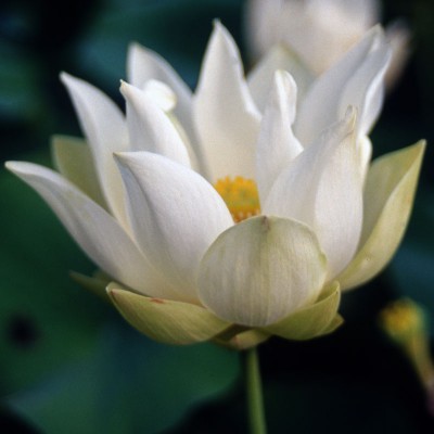 Nelumbo Baby Doll - Dwarf lotus Nelumbo Baby Doll - Dwarf lotus