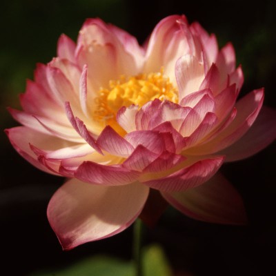 Nelumbo Better Than Brocade - Small lotus Nelumbo Better Than Brocade - Small lotus