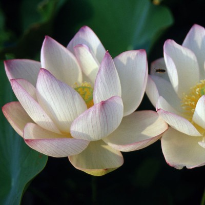 Nelumbo Chawan Basu - Fior di loto piccolo Nelumbo Chawan Basu - Fior di loto piccolo