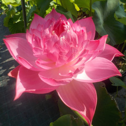 Nelumbo Claude Rifat - Large lotus