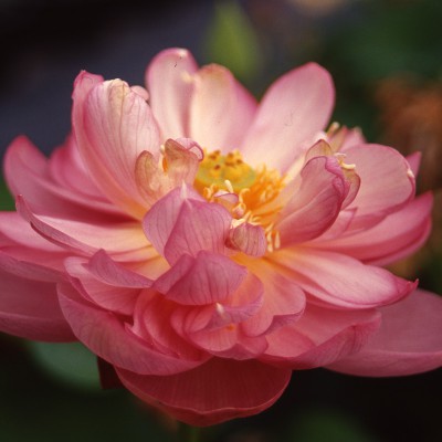 Nelumbo Dense Dew - Small Lotus Nelumbo Dense Dew - Small Lotus