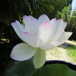 Nelumbo Geisha ® - Large lotus 