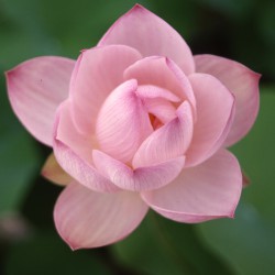 Nelumbo Pink Ball - Medium lotus