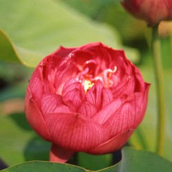 Nelumbo Red Peony - Medium lotus