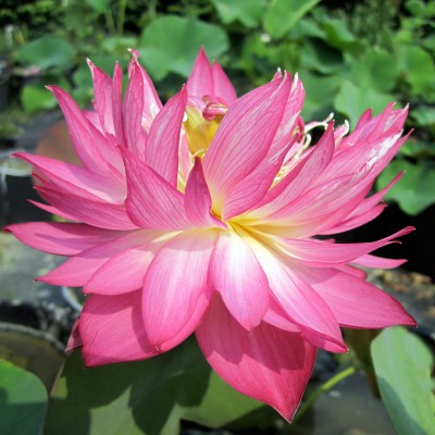 Nelumbo Rosy Clouds With Snow - Medium lotus Nelumbo Rosy Clouds With Snow - Medium lotus