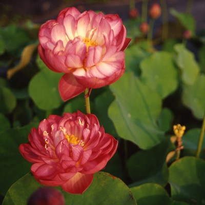 Nelumbo Torch - Fior di loto piccolo Nelumbo Torch - Fior di loto piccolo