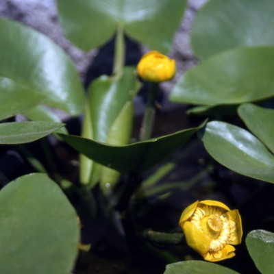 Nuphar lutea - Eurasiatic spatterdock Nuphar lutea - Eurasiatic spatterdock