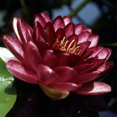 Nymphaea Almost Black - Large water lily Nymphaea Almost Black - Large water lily