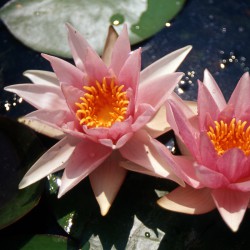 Nymphaea Amabilis - Large water lily