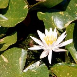 Nymphaea Arc-en-ciel - Large water lily