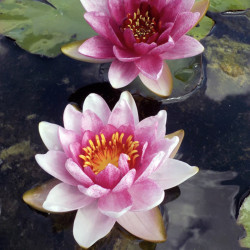 Nymphaea Arethusa- Medium water lily 