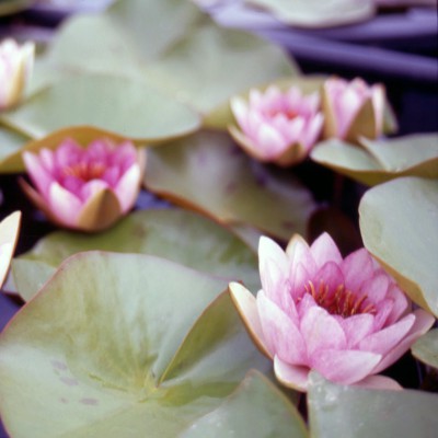 Nymphaea Bory De Saint Vincent - Ninfea grande Nymphaea Bory De Saint Vincent - Ninfea grande