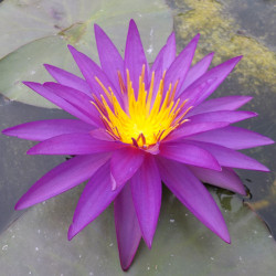 Nymphaea Detective Erika - Hardy ISG waterlily