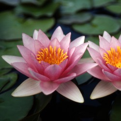 Nymphaea Formosa - Large water lily